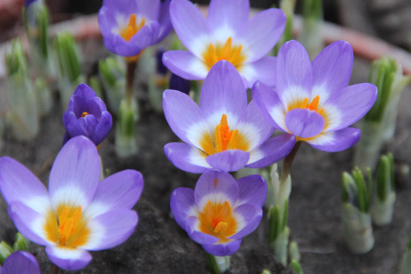 Crocus sieberi ssp sublimis 'Tricolor'