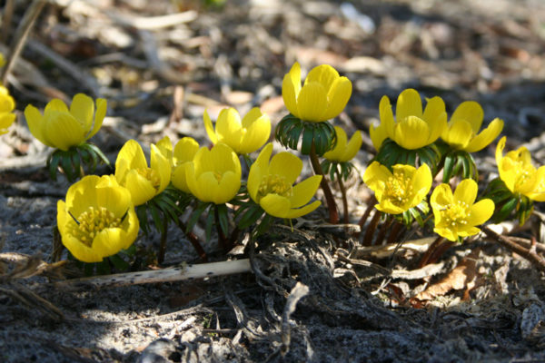 Eranthis cilicica