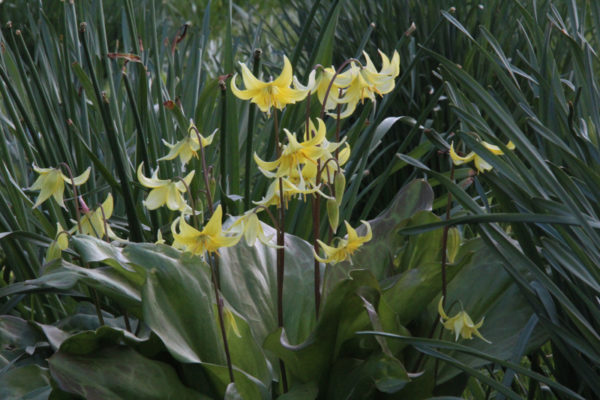 Erythronium 'Pagoda'