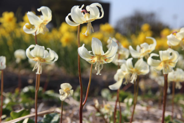 Erythronium revolutum 'White Beauty'