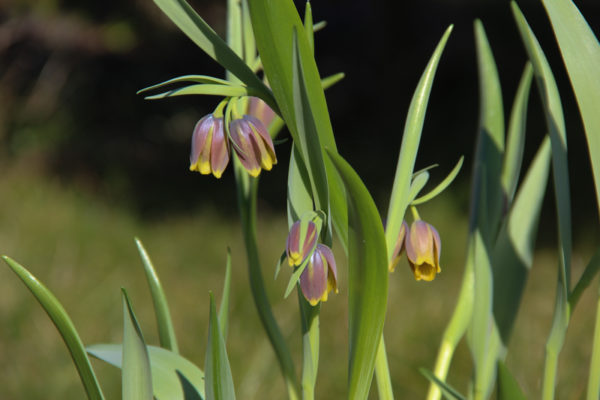 Fritillaria uva-vulpis