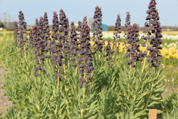 Fritillaria persica 'Twin Towers'