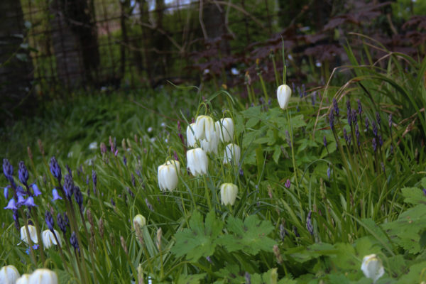 Fritillaria meleagris 'Alba'