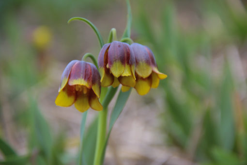 Fritillaria michaelovskyi - Afbeelding 2