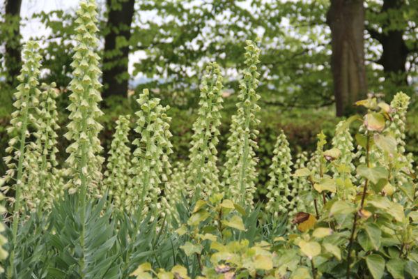 Fritillaria persica 'Ivory Bells'