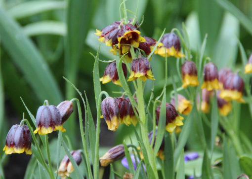 Fritillaria michaelovskyi