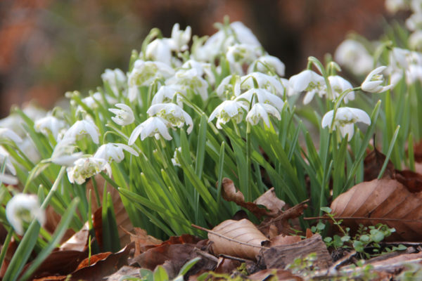 Galanthus nivalis 'Flore Pleno'