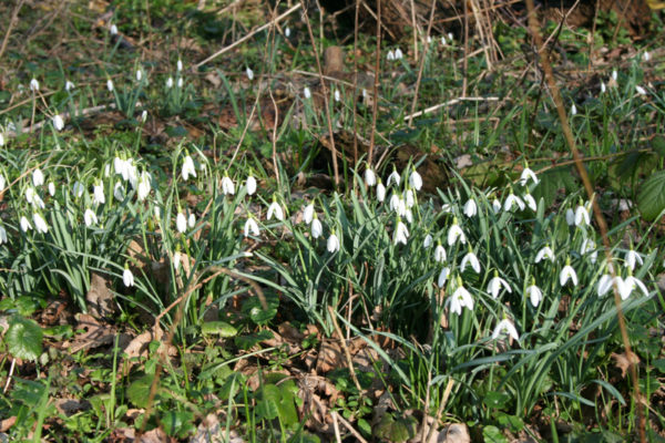 Galanthus nivalis zaaigoed