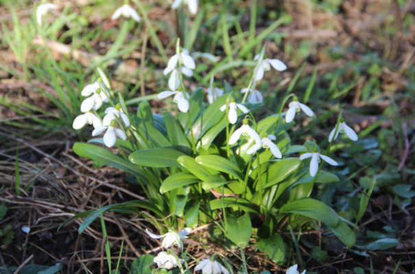Galanthus woronowii