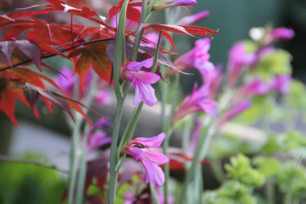 Gladiolus communis ssp. byzantinus (italicus)