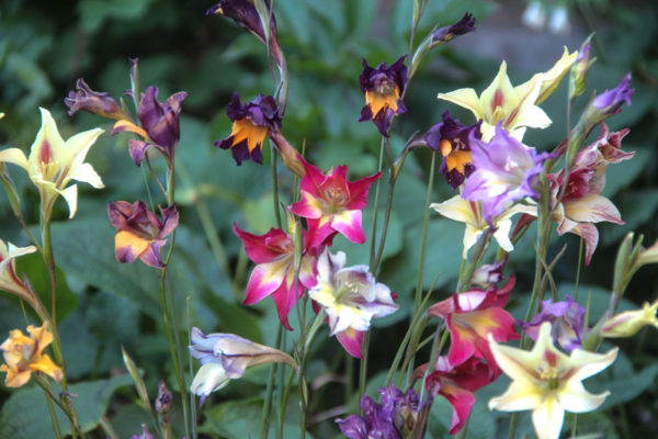 Gladiolus Species Hybrids Mix ®