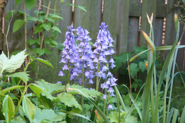 Hyacinthoides hispanica Blauw