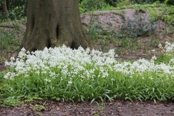 Hyacinthoides hispanica Wit