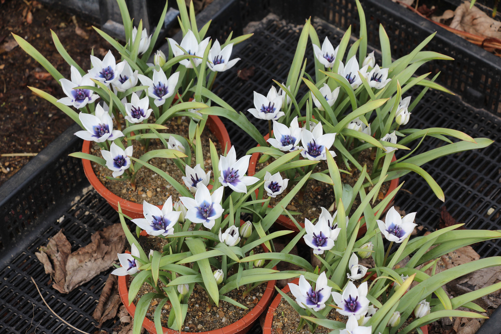 Tulipa humilis 'Alba Coerulea Oculata' - Afbeelding 4