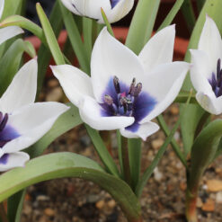 Tulipa humilis 'Alba Coerulea Oculata'