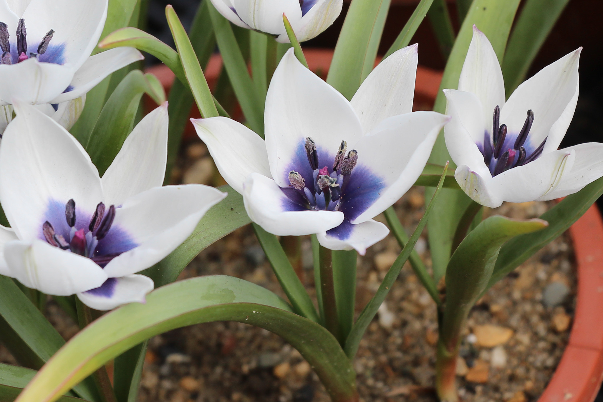 Tulipa humilis 'Alba Coerulea Oculata'