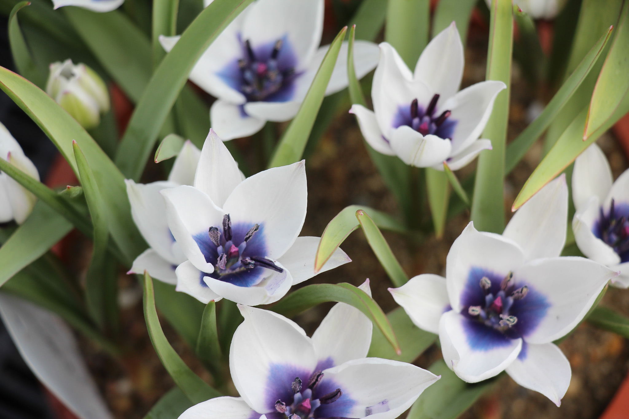 Tulipa humilis 'Alba Coerulea Oculata' - Afbeelding 2