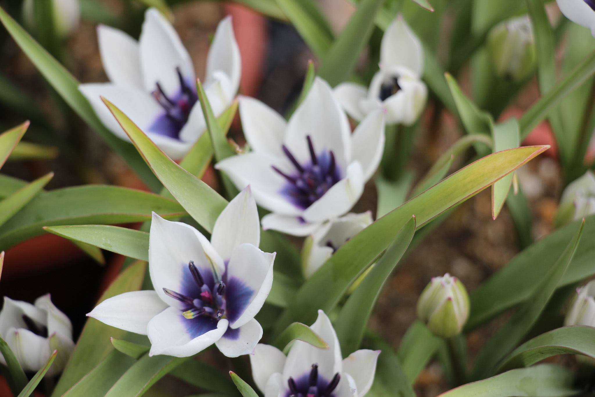 Tulipa humilis 'Alba Coerulea Oculata' - Afbeelding 3