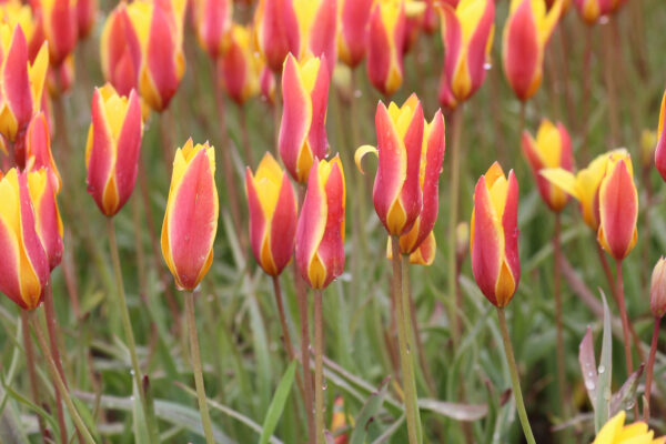 Tulipa clusiana var chrysantha