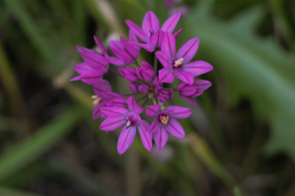 Allium oreophyllum 'Samur'