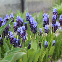 Muscari latifolium