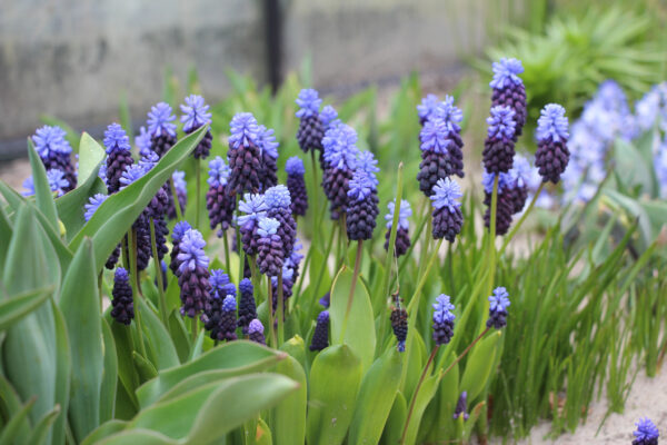 Muscari latifolium