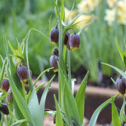 Fritillaria uva-vulpis