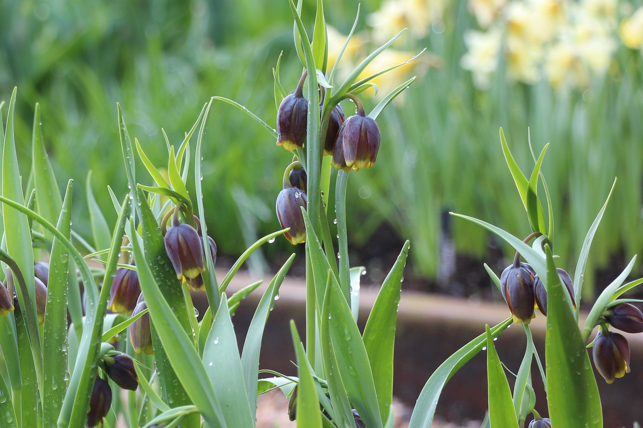Fritillaria uva-vulpis