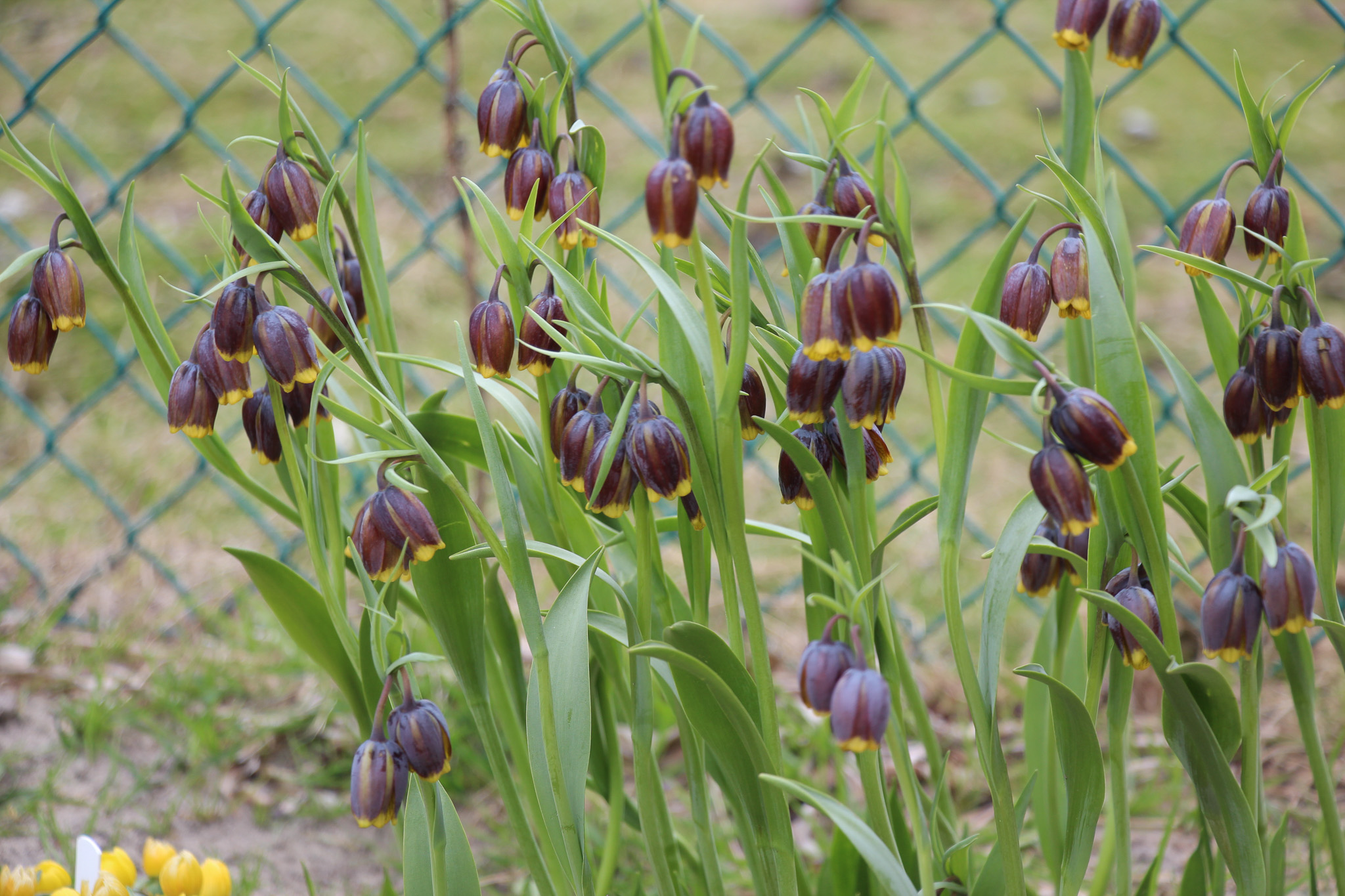 Fritillaria uva-vulpis - Afbeelding 2