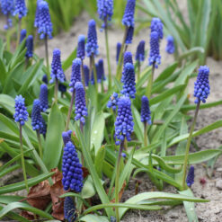 Muscari botryoides 'Superstar'