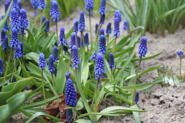 Muscari botryoides 'Superstar'