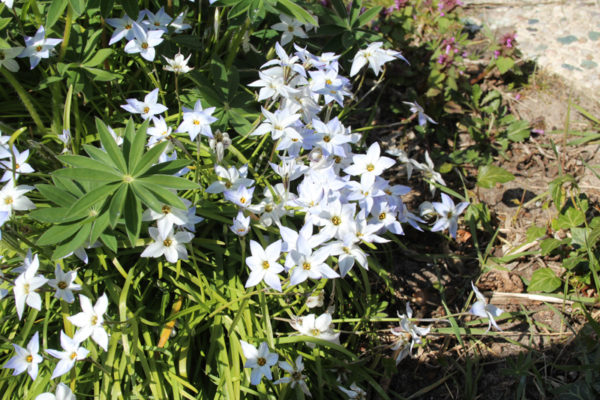 Ipheion uniflorum