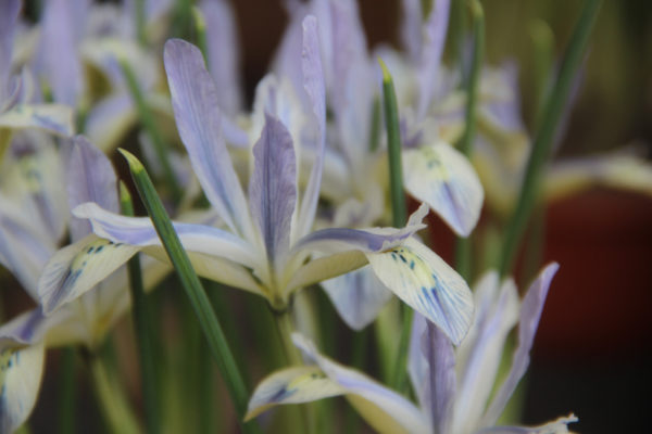 Iris reticulata 'Painted Lady'