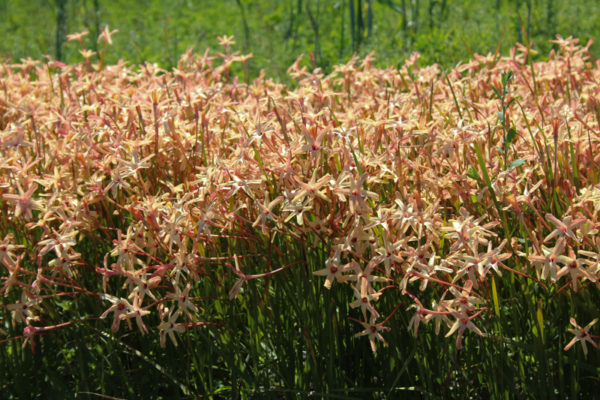 Ixia paniculatos  'Eos'