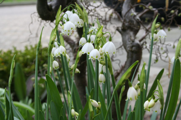 Leucojum aestivum 'Gravetye Giant'
