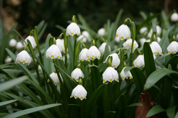 Leucojum vernum