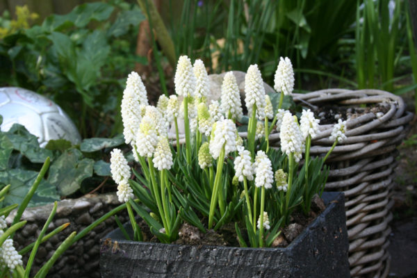 Muscari aucheri 'White Magic'