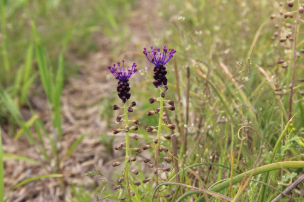 Muscari comosum