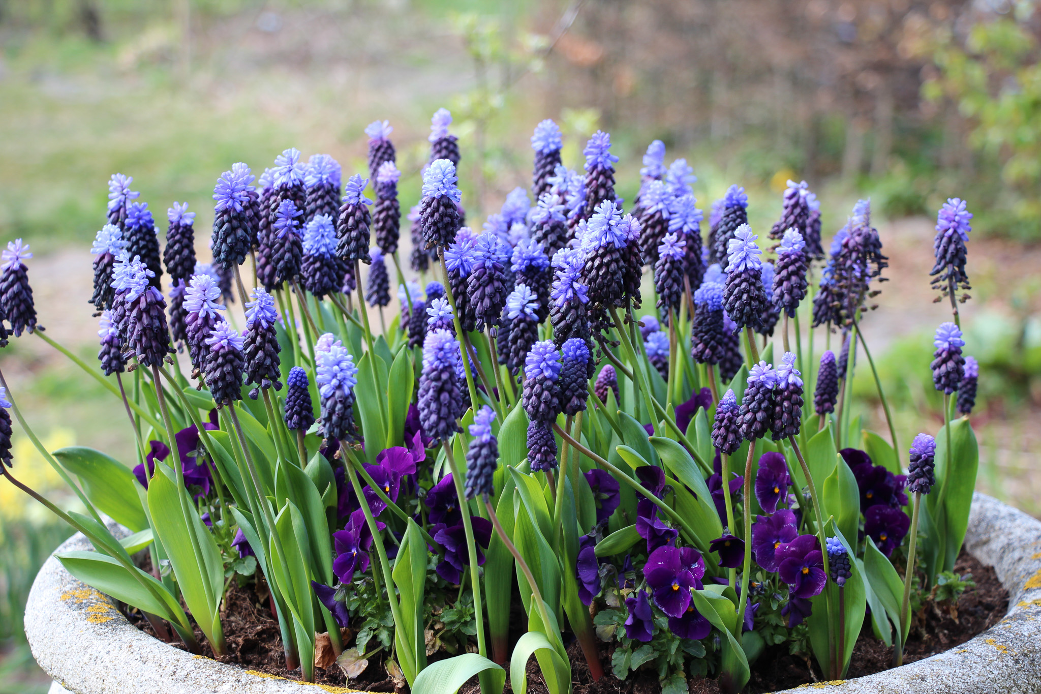 Muscari latifolium - Afbeelding 3