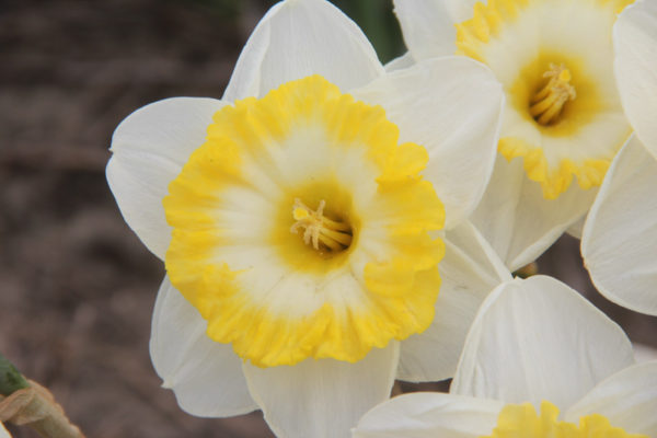Narcissus 'Bright Sun'
