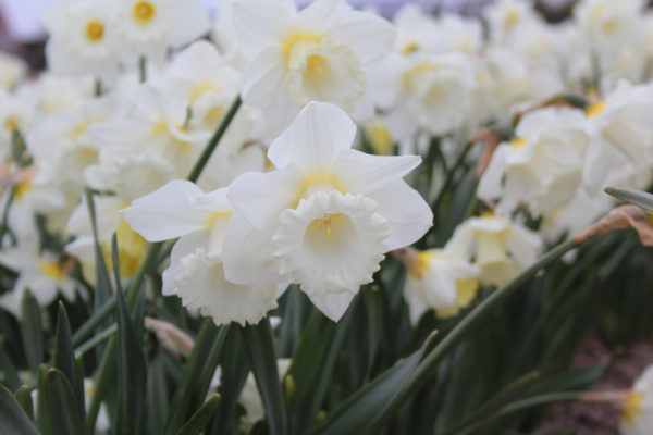 Narcissus 'Broughshane'