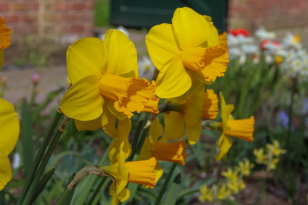 Narcissus 'Corbiere'