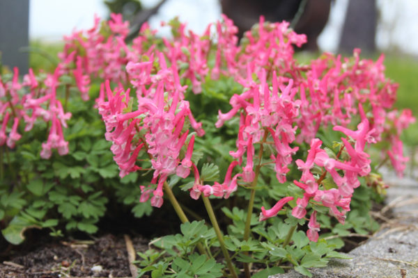 Corydalis solida 'Beth Evans'