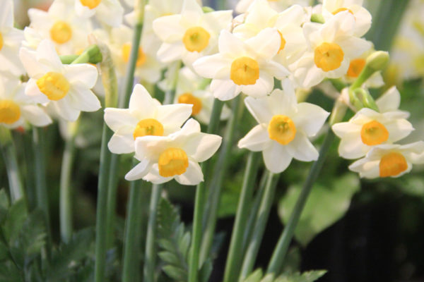 Narcissus 'Crevette'