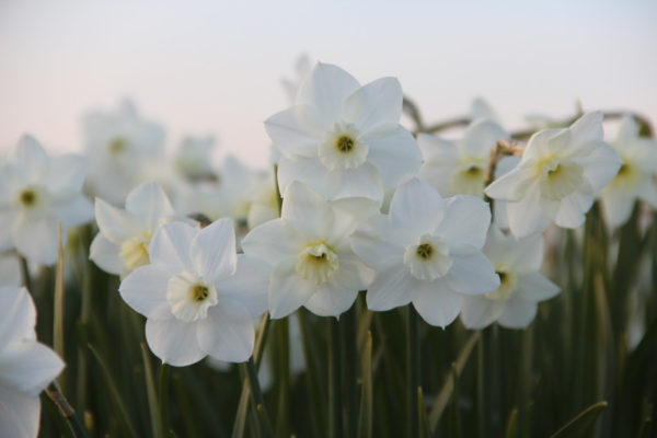 Narcissus 'Dainty Miss'