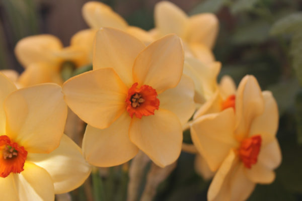 Narcissus 'Dear Lotte'