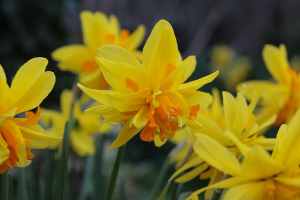 Narcissus 'Double Itzim'