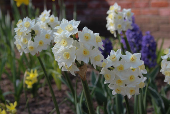 Narcissus 'Grand Primo Citronière'