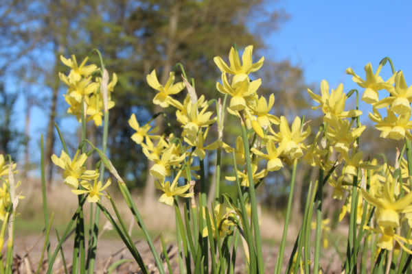 Narcissus 'Hawera'