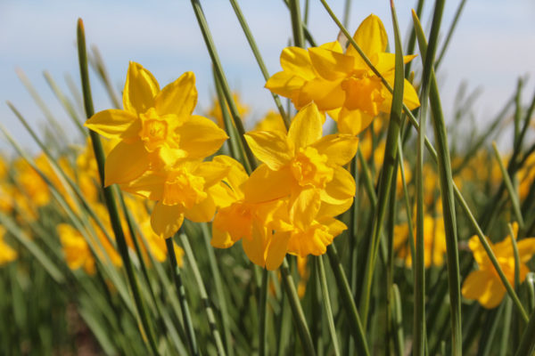 Narcissus 'Orange Queen'